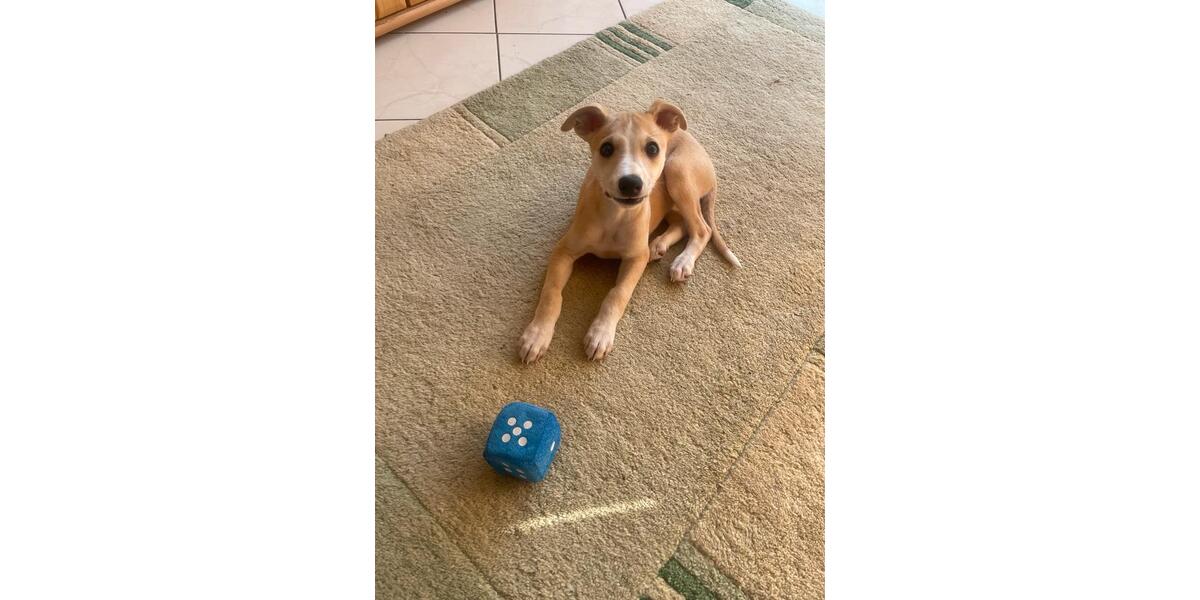 Dachgeschoßwohnung Templin - 1 Zimmer, 40 m&sup2;, 500&euro; | Angebot:26214530