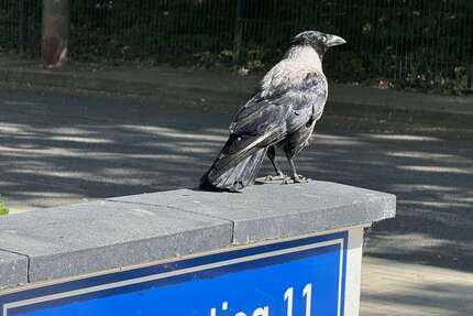 Wohnung zum Mieten in Magdeburg 693 € 77 m² 2 zimmer