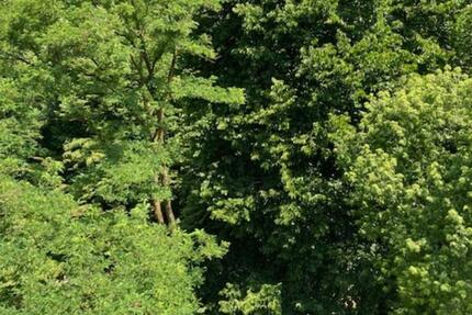 Wohnung Wuppertal Eckbusch - 1 Zimmer, 64 m&sup2;, 578&euro; | Angebot:21695352