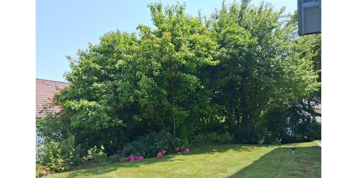 Wohnen auf Zeit Böhen - 5 Zimmer, 110 m&sup2;, 375&euro; | Angebot:24528545