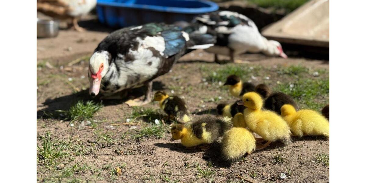 Wohnen auf Zeit Chorin - 3 Zimmer, 35 m&sup2;, 400&euro; | Angebot:25854954