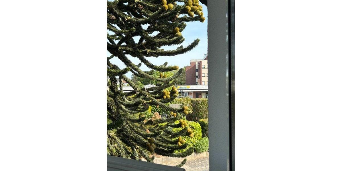 Dachgeschoßwohnung Bischofsheim - 2 Zimmer, 65 m&sup2;, 1.090&euro; | Angebot:26495064