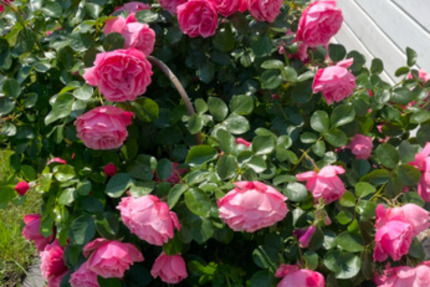 Haus Wedel - 6 Zimmer, 112 m&sup2;, 2.400&euro; | Angebot:24536085