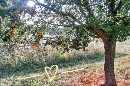 Wohnung Hof Stall 10 ha Tierhaltung Anthroposophie Therapeuten 5 zimmer