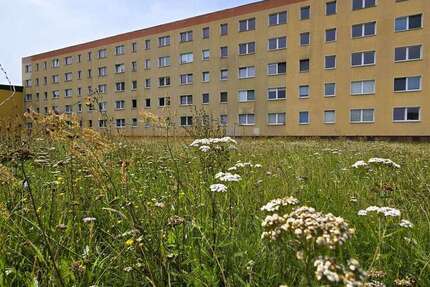 Wohnung zum Mieten in Sandersdorf 425 € 56.87 m²