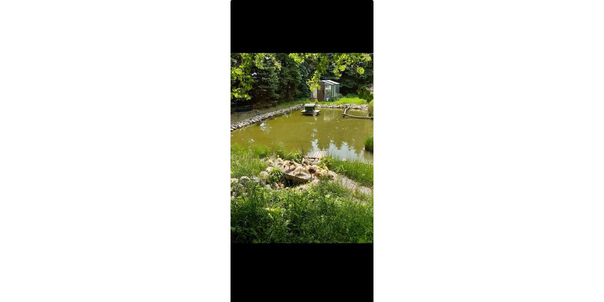 Erdgeschoßwohnung Markersdorf - 2 Zimmer, 40 m&sup2;, 301&euro; | Angebot:25648415