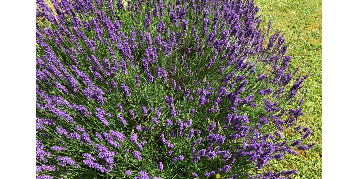 Etagenwohnung Bad Kreuznach Bad Münster am Stein-Ebernburg - 1 Zimmer, 38 m&sup2;, 460&euro; | Angebot:26236204