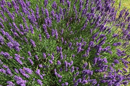 Wohnung Bad Kreuznach Bad Münster am Stein-Ebernburg - 1 Zimmer, 38 m&sup2;, 460&euro; | Angebot:26236204