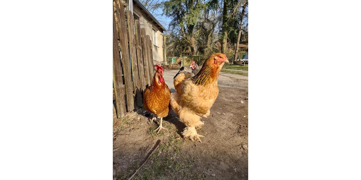 Wohnen auf Zeit Chorin - 3 Zimmer, 35 m&sup2;, 400&euro; | Angebot:25854954