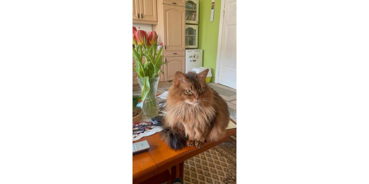 Dachgeschoßwohnung Templin - 1 Zimmer, 40 m&sup2;, 500&euro; | Angebot:26214530