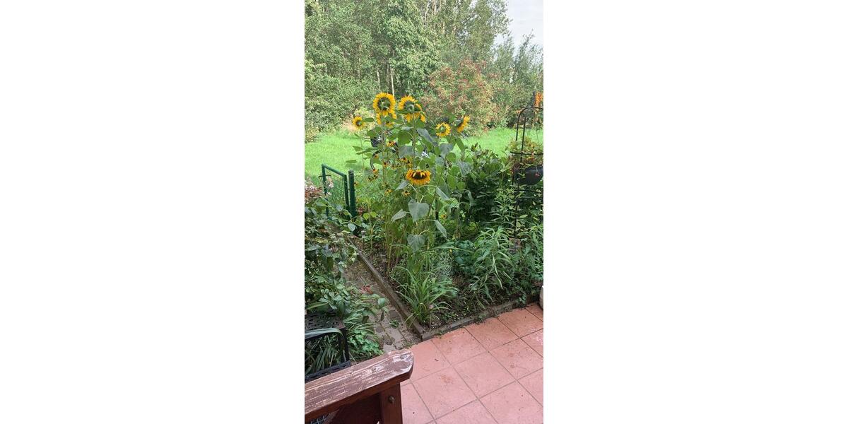 Etagenwohnung Naunhof - 2 Zimmer, 79 m&sup2;, 1.250&euro; | Angebot:25045626