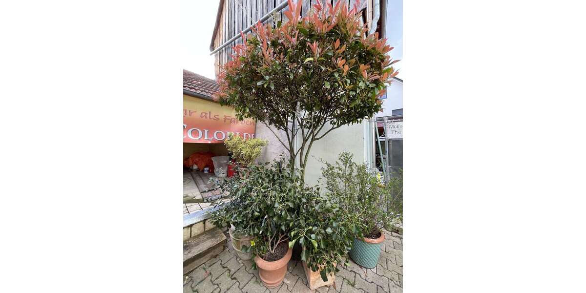 Etagenwohnung Heidelberg - Kirchheim Kirchheim - 2 Zimmer, 65 m&sup2;, 910&euro; | Angebot:26069328