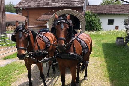 Wohnung Durach - 1 Zimmer, 113 m&sup2;, 1.400&euro; | Angebot:24673278