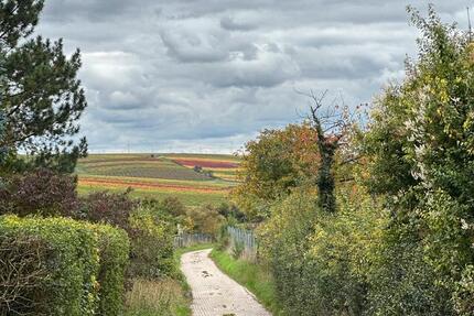 Wohnung Mommenheim - 3 Zimmer, 83 m&sup2;, 950&euro; | Angebot:25179336