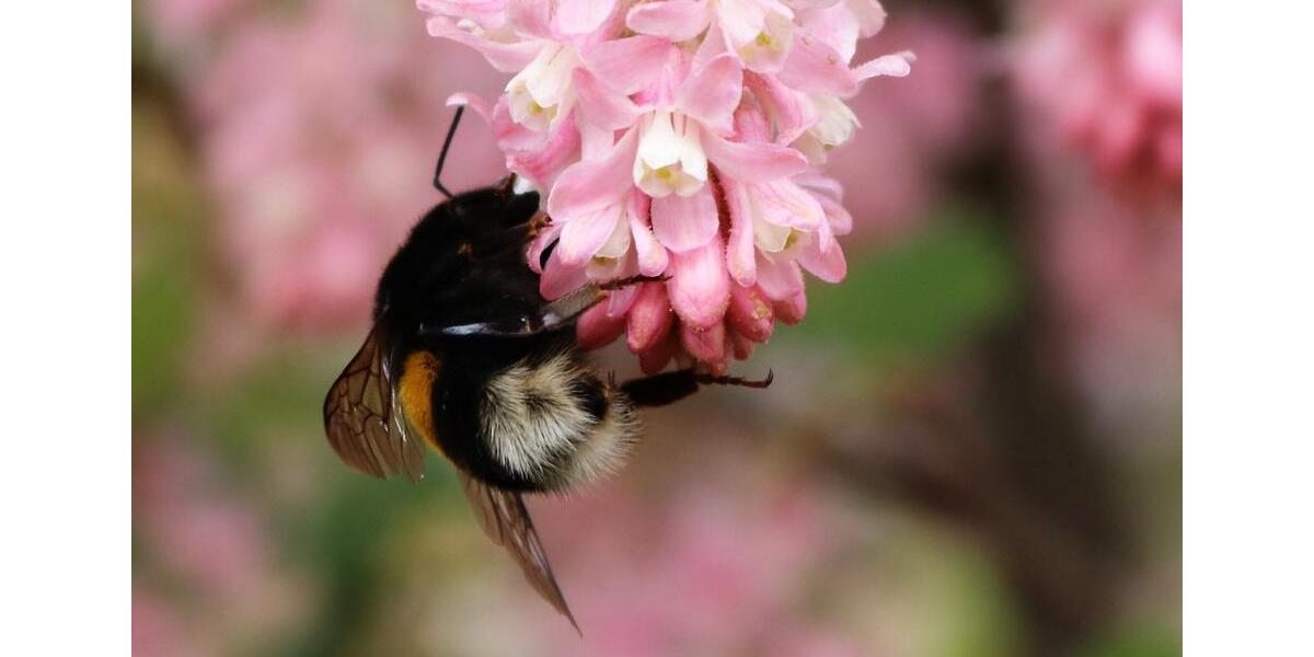 Erdgeschoßwohnung Rostock Hansaviertel - 1 Zimmer, 12 m&sup2;, 450&euro; | Angebot:25022999