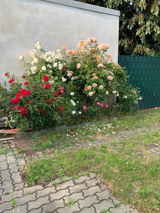 4-RaumWohnung mit 87m²