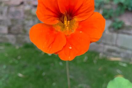 sehr hübsche möbilierte 2 Zimmer Wohnung in Durmersheim 2 zimmer