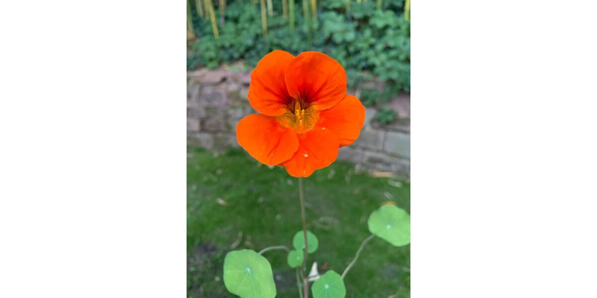 sehr hübsche möbilierte 2 Zimmer Wohnung in Durmersheim 2 zimmer