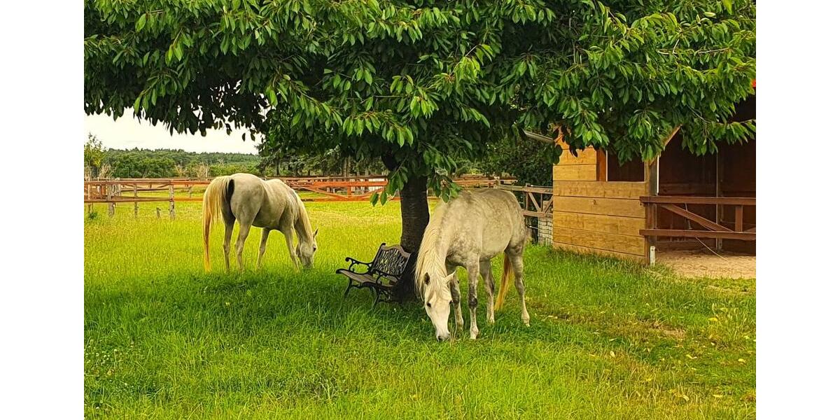 Dachgeschoßwohnung Ziesar - 2 Zimmer, 61 m&sup2;, 380&euro; | Angebot:24744105