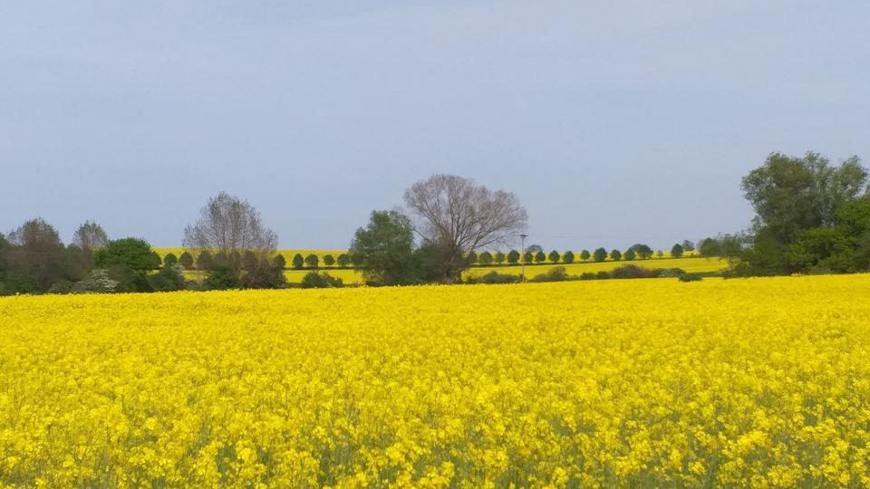 sehr ländliche 2-Zi. Wohnung m. Terrasse u Garten, Ostseenähe 2 zimmer