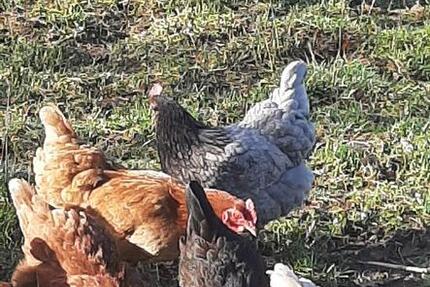 Wohnen auf Zeit Großefehn - 300&euro; | Angebot:25963673