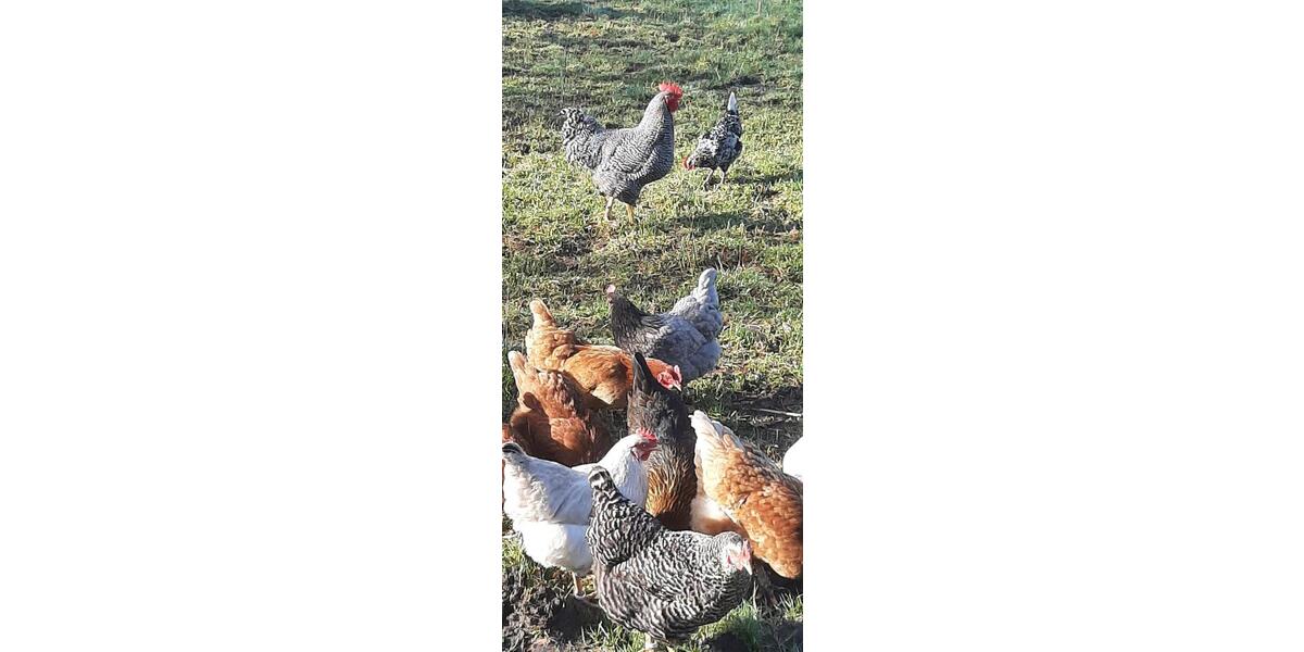 Wohnen auf Zeit Großefehn - 300&euro; | Angebot:25963673