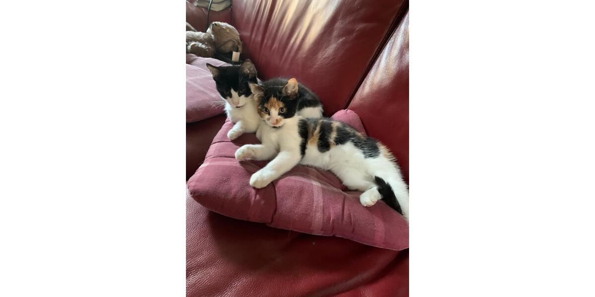 Wohnen auf Zeit Michendorf - 1 Zimmer, 10 m&sup2;, 450&euro; | Angebot:26015013