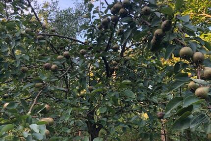 WG-Zimmer - Landleben 2 zimmer