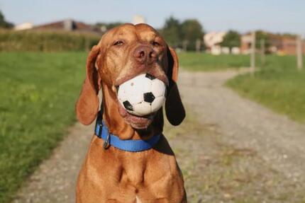 Haus Steinhagen - 5 Zimmer, 136 m&sup2;, 1.750&euro; | Angebot:24524782