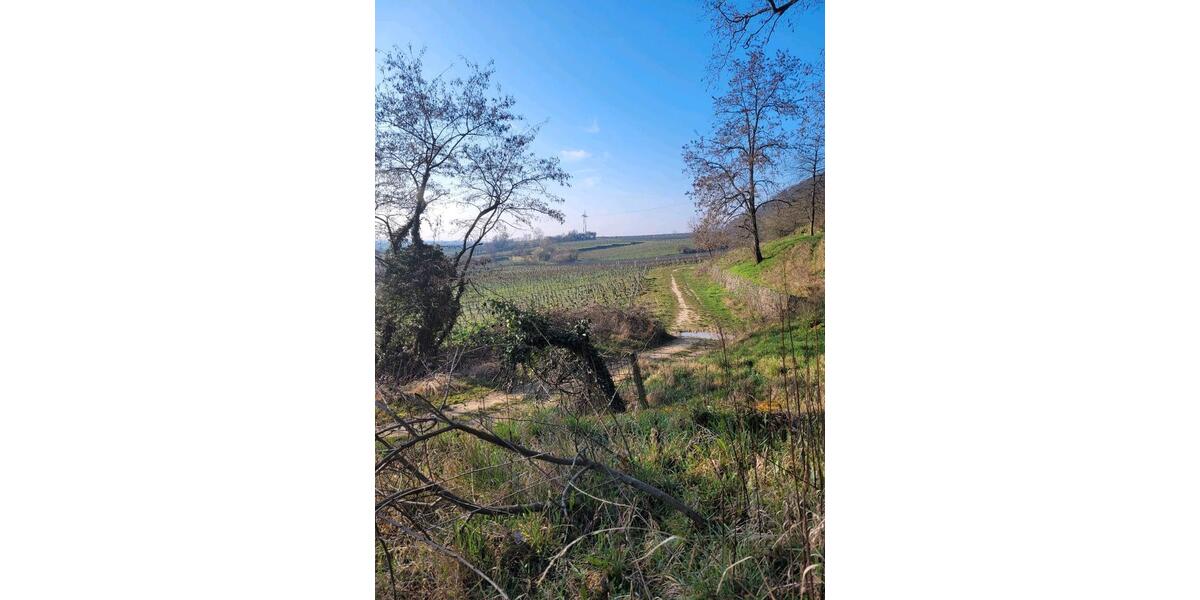 Wohnen auf Zeit Neustadt an der Weinstraße Duttweiler - 1 Zimmer, 20 m&sup2;, 520&euro; | Angebot:25379936