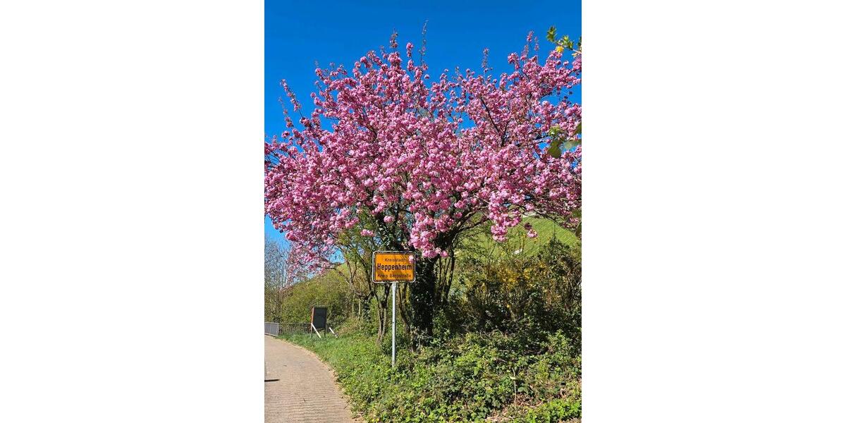 Wohnen auf Zeit Heppenheim (Bergstraße) - 2 Zimmer, 27 m&sup2;, 30&euro; | Angebot:10848894