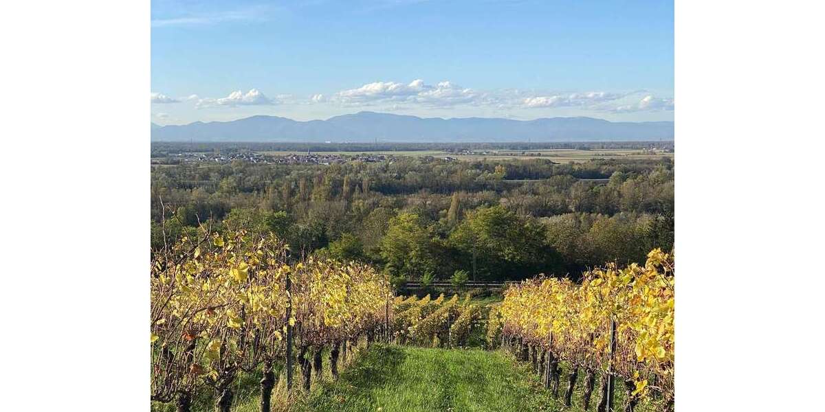 Etagenwohnung Bad Bellingen Bamlach - 2 Zimmer, 74 m&sup2;, 1.280&euro; | Angebot:25938757