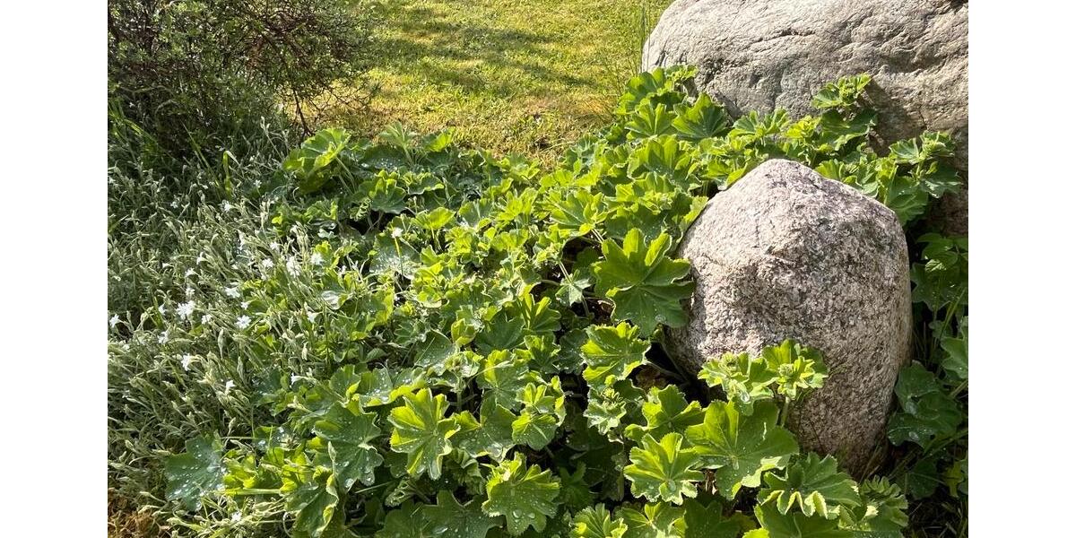 Erdgeschoßwohnung Lubmin - 1 Zimmer, 43 m&sup2;, 650&euro; | Angebot:24374319