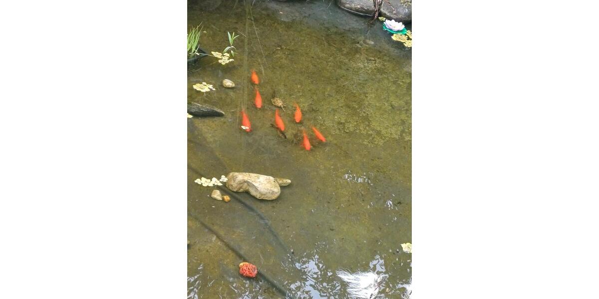 Etagenwohnung Osterrönfeld - 8 Zimmer, 20&euro; | Angebot:22283815