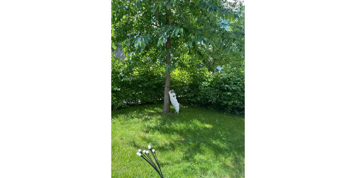 Erdgeschoßwohnung Hannover Bothfeld-Vahrenheide - 2 Zimmer, 66 m&sup2;, 1.226&euro; | Angebot:24866398