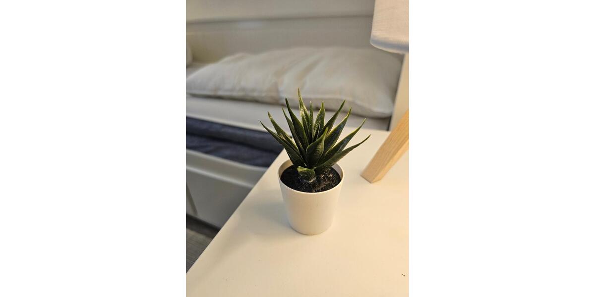 Erdgeschoßwohnung Wismar Altstadt - 2 Zimmer, 32 m&sup2;, 30&euro; | Angebot:24359718