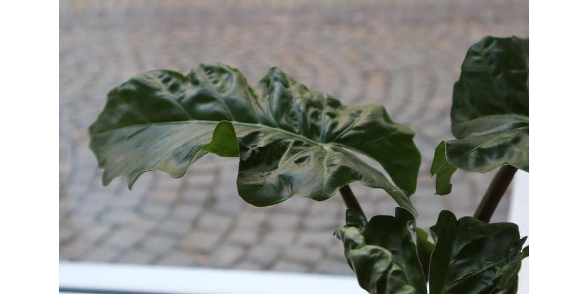 Gewerbeobjekt Butzbach - 250&euro; | Angebot:24592482