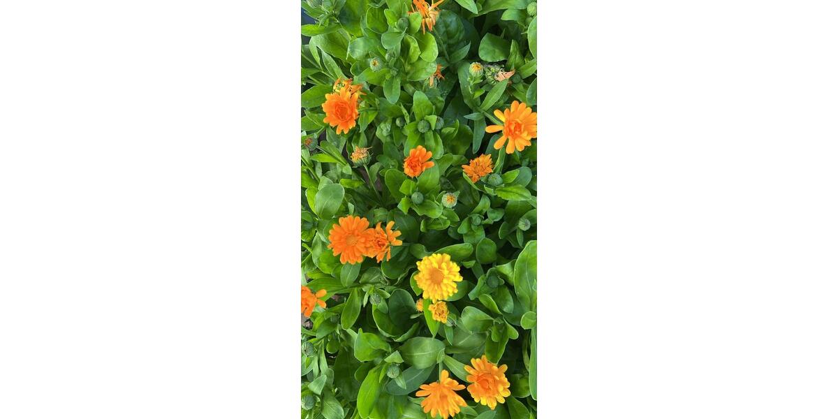 Wohnen auf Zeit Münster Münster-Nord - 1 Zimmer, 15 m&sup2;, 395&euro; | Angebot:24795471