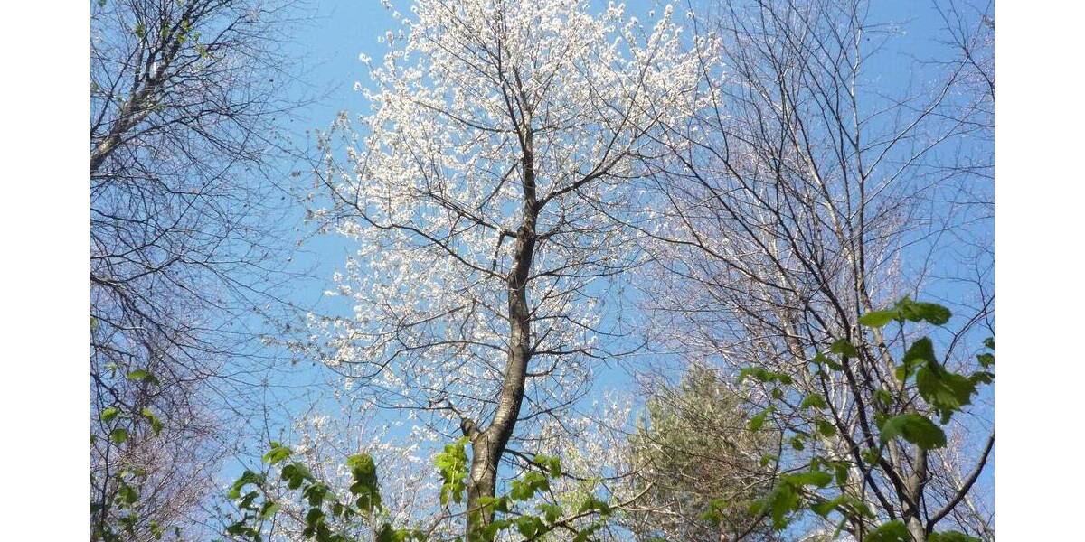 Etagenwohnung Berlin Wilhelmshagen - 2 Zimmer, 60 m&sup2;, 670&euro; | Angebot:26217558