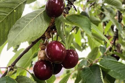 Haus Oranienburg - 5 Zimmer, 150 m&sup2;, 1.950&euro; | Angebot:25223251