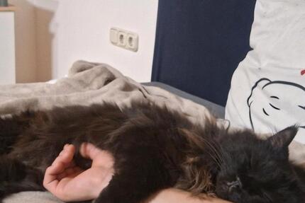 Wohnen auf Zeit Reichling - 3 Zimmer, 85 m&sup2;, 580&euro; | Angebot:24423681