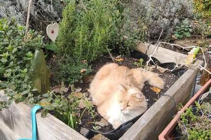 WG ZIMMER ländlich gelegen 1 zimmer