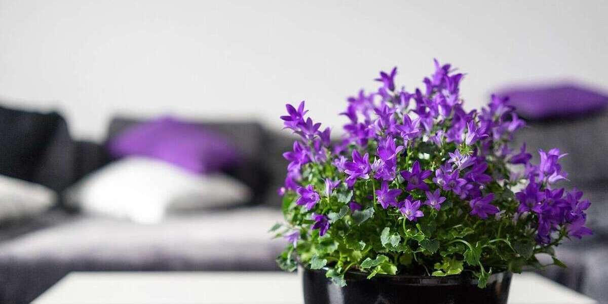 Wohnung zum Mieten in Bernau 680 € 51 m² 2 zimmer