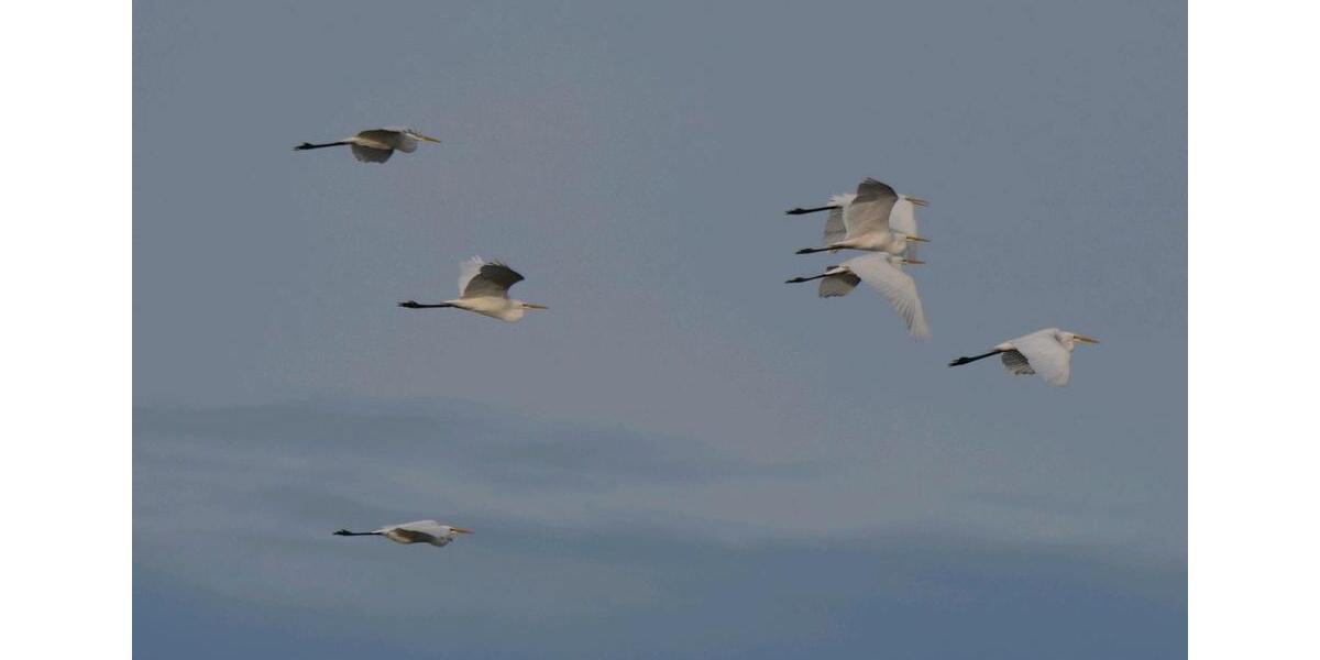 Wohnen auf Zeit Ratzeburg - 1 Zimmer, 18 m&sup2;, 525&euro; | Angebot:24454126