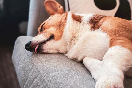 Haus Osnabrück Dodesheide - 5 Zimmer, 136 m&sup2;, 1.999&euro; | Angebot:24657594