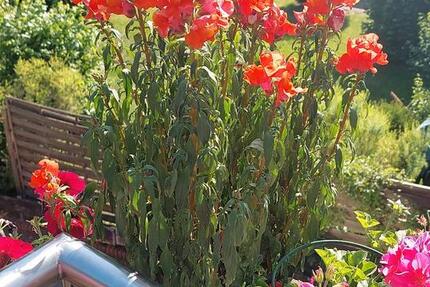 Monteurzimmer zimmer