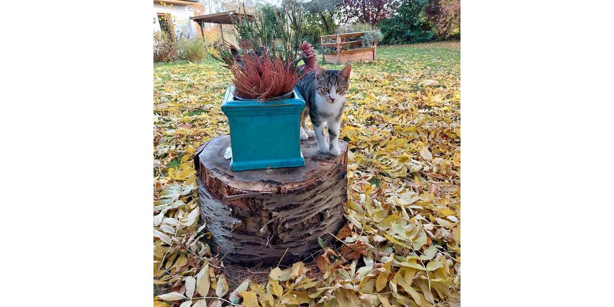 Erdgeschoßwohnung Neuenkirchen - 2 Zimmer, 55 m&sup2;, 680&euro; | Angebot:24676621