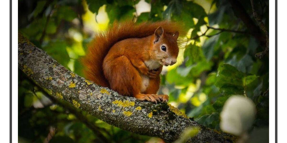 Etagenwohnung Berlin Charlottenburg - 2 Zimmer, 52 m&sup2;, 601&euro; | Angebot:26162917