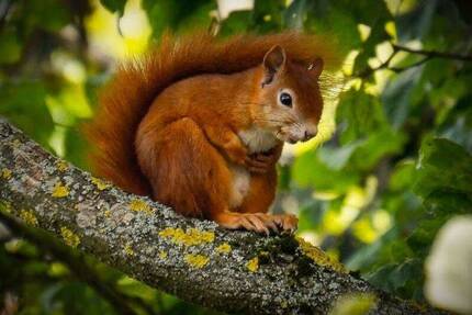 Wohnung Berlin Charlottenburg - 2 Zimmer, 52 m&sup2;, 601&euro; | Angebot:26162917