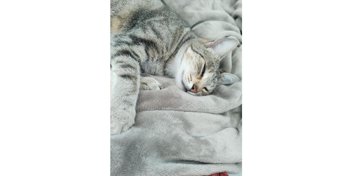 Wohnen auf Zeit Brensbach - 5 Zimmer, 130 m&sup2;, 1.500&euro; | Angebot:25322652